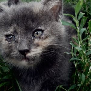 Meet your Posher, Abigail